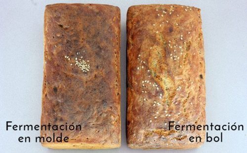 ¿Debe fermentar la masa en su forma final? panes sin gluten panes enteros